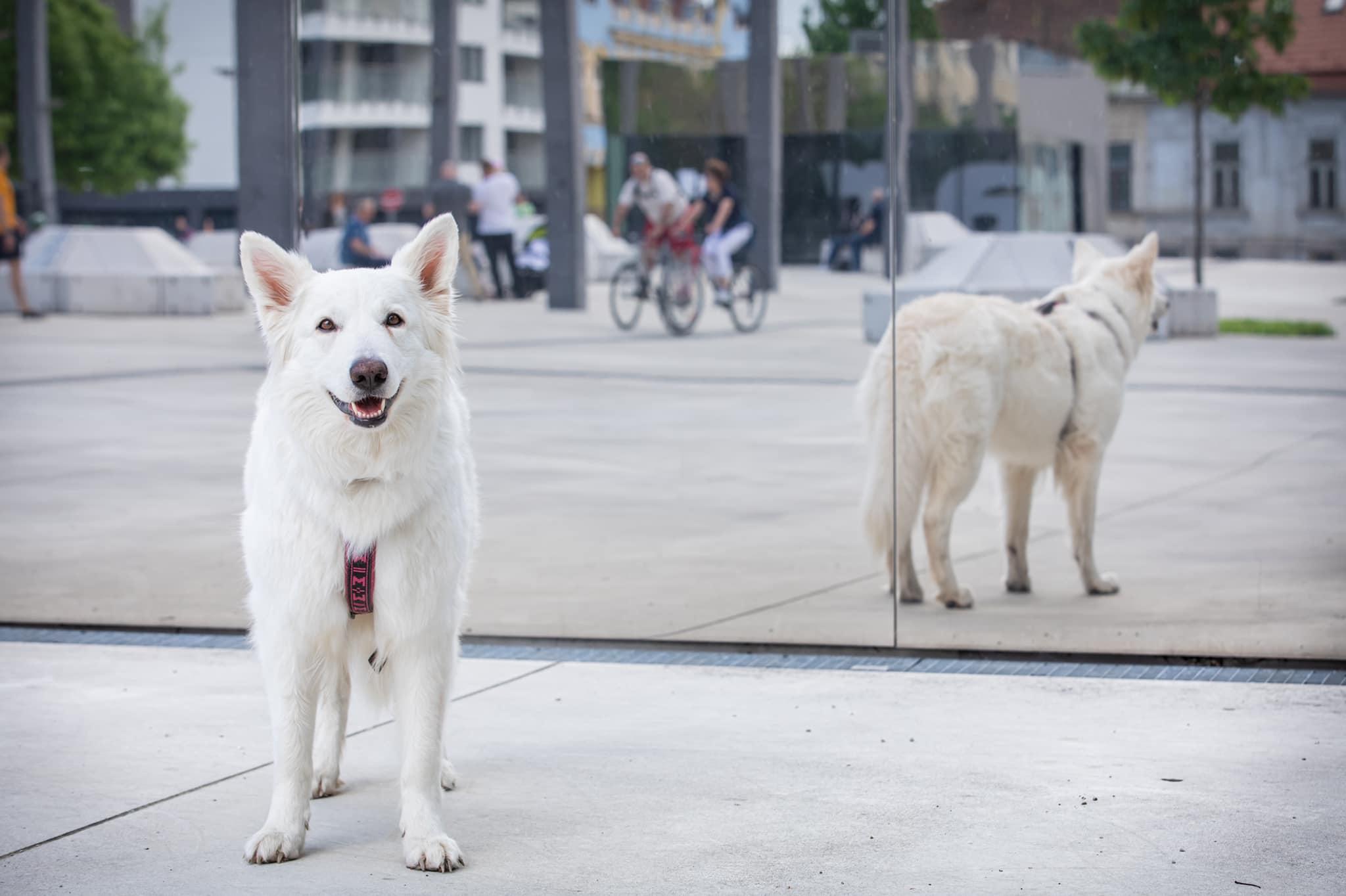 dog
